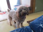 No.43 ペット用畳でワンちゃんのおしっこは心配いりません。